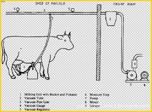 Pipeline Milking Machine for Cows, Goats, Sheep, Cattle, Camels, and Donkeys
