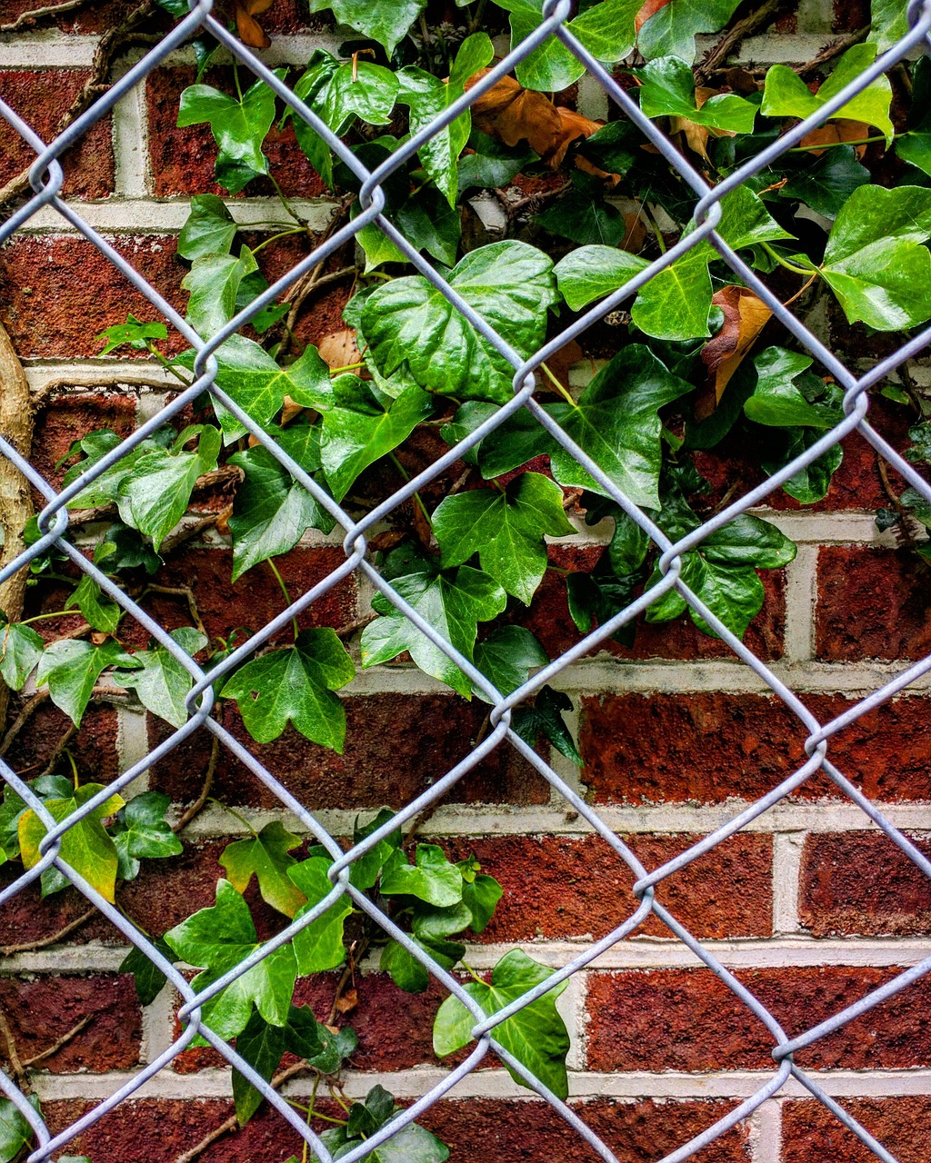 Hexagonal fence7