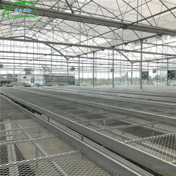 Greenhouse Hydroponic System with Rolling Benches for Agriculture