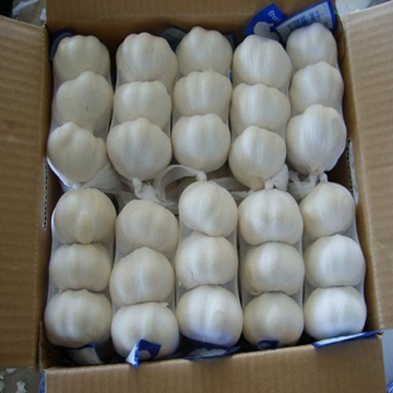 normal white garlic with carton packing