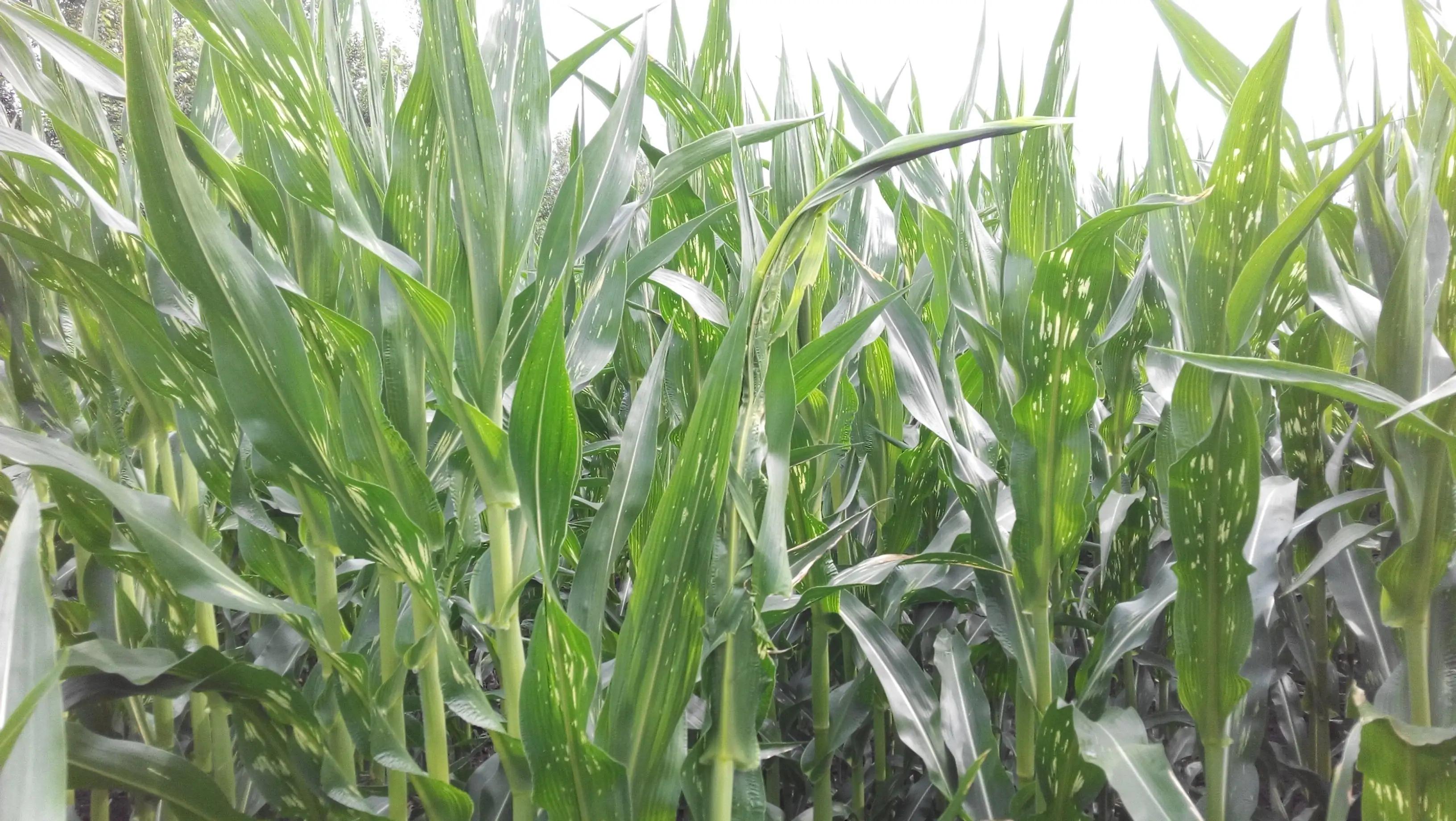 Corn southern leaf blight