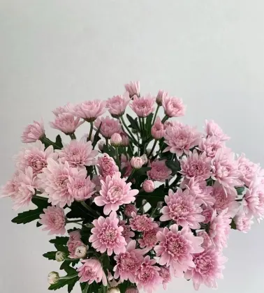 Seoul pink spray chrysanthemum