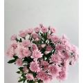 সিউল গোলাপী স্প্রে ক্রিস্যান্থেমাম