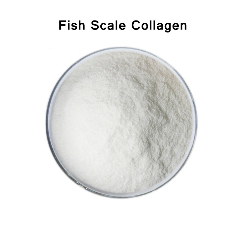 Fish Scale Collagen