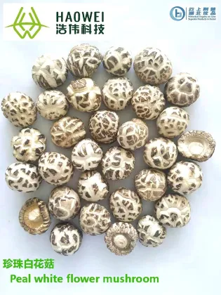 DRIED MUSHROOM