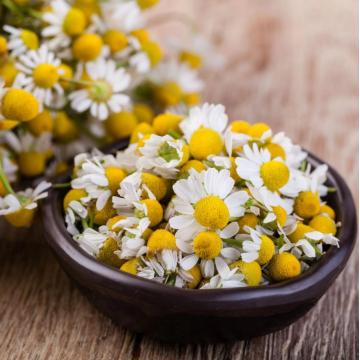 Organic Steam Distilled Roman Chamomile Essential Oil