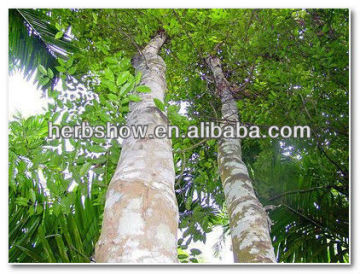 Agarwood resin/agarwood plant/super grade agarwood seeds