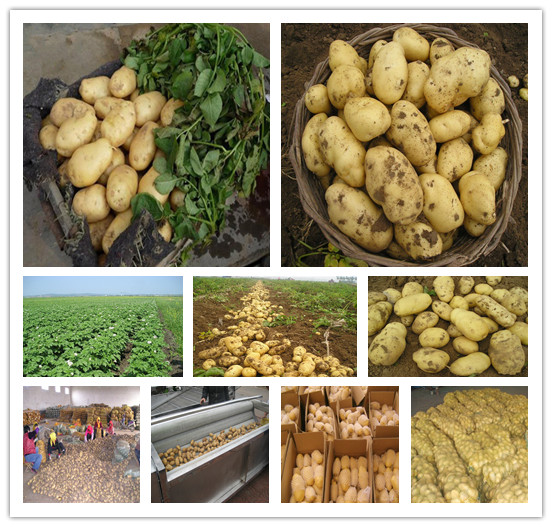 2014 China Excellent Quality Potatoes