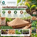 مسحوق Saccharomyces cerevisiae الميكروبي لإدارة الجذور والتربة