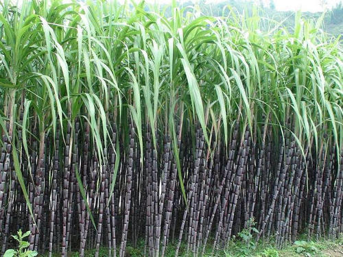 Imported sugarcane based EVA