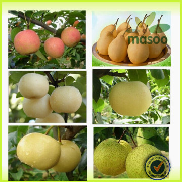 2014 New Season Fresh Golden Pear/Fresh Pears Bulk Purchase/Export 2014 New Season Fresh Golden Pear