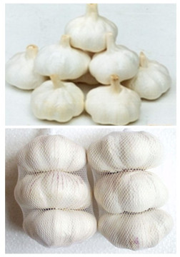 2014 Fresh White & Purple Garlic