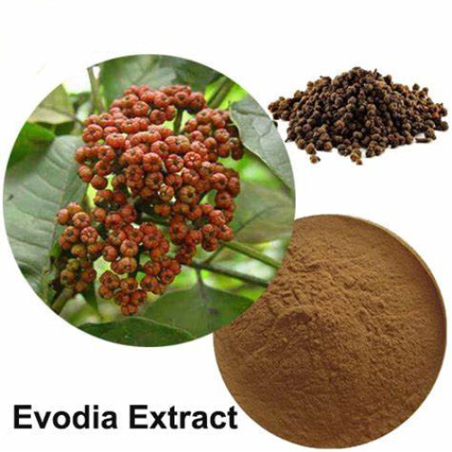 Evodia Fruit Extract Powder