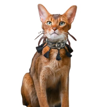 Kerah kucing yang dapat disesuaikan dengan mofesipi dengan jumbai dan kalung berlian