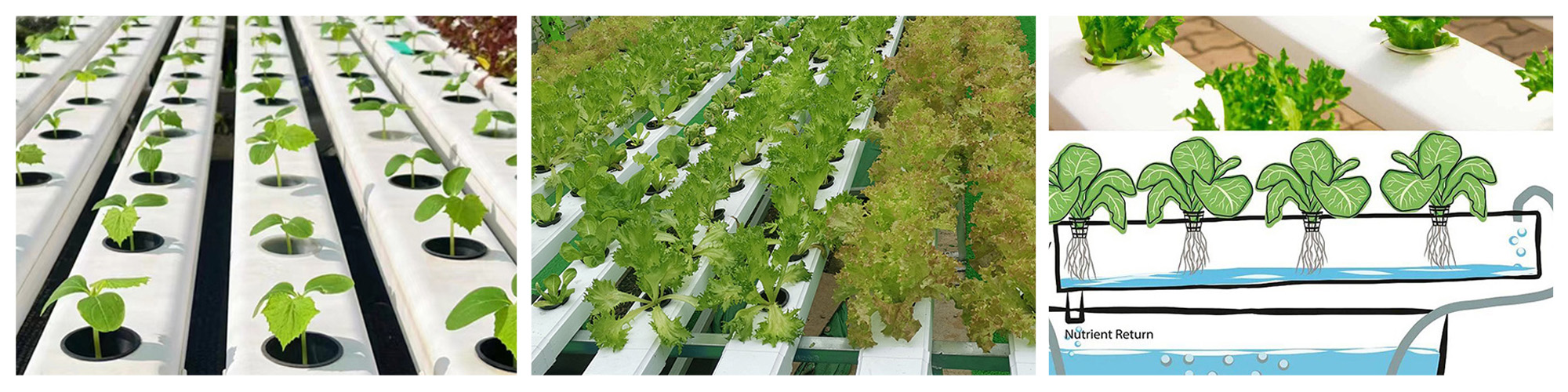 greenhouse NFT pipe system