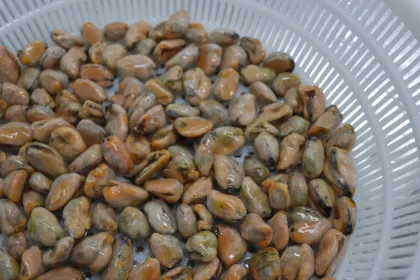 Good Quality Frozen Cooked Mussel Meats