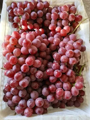 Natural Seedless Fresh Globe Red Grapes