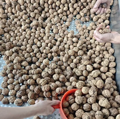 Raw Natural Walnut Kernels