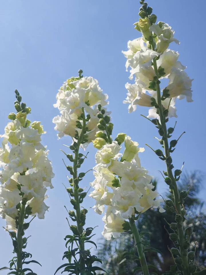White Snapdragon