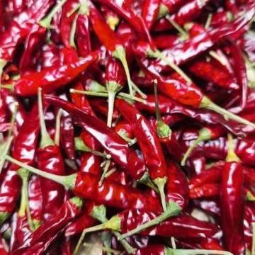 Speciale condimento alimentare al peperoncino rosso secco