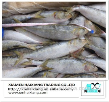 Wholesale Sardine Seafood Fish