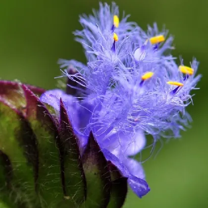 Wholesale beta ecdysterone powder