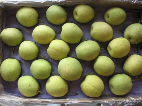 Fresh Shandong Pear
