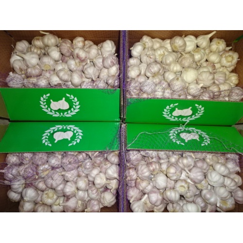 2019 Fresh Normal White Garlic Best Quality