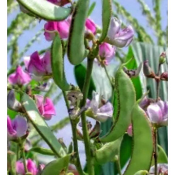 Organic Dolichos Lablab Extract for Enhanced Nutritional Benefits