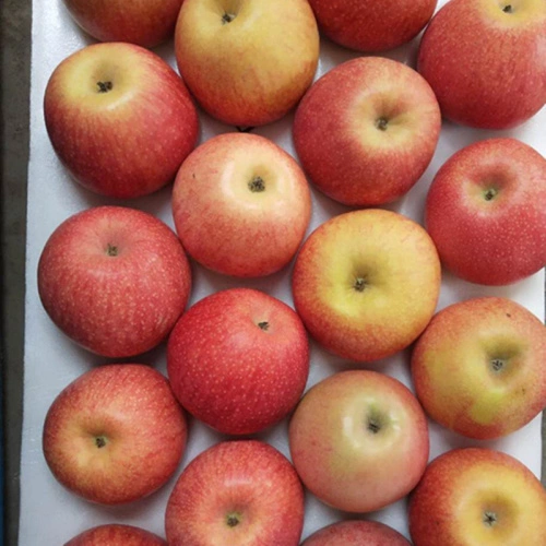 Fruit Fresh Red Paper Bagged Qinguan Apple China Manufacturer