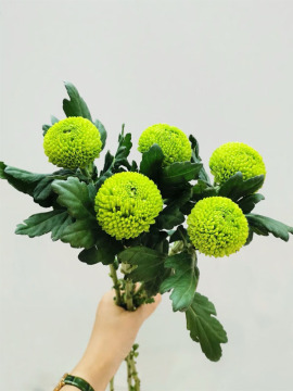 Ping pong chrysanthemum Green
