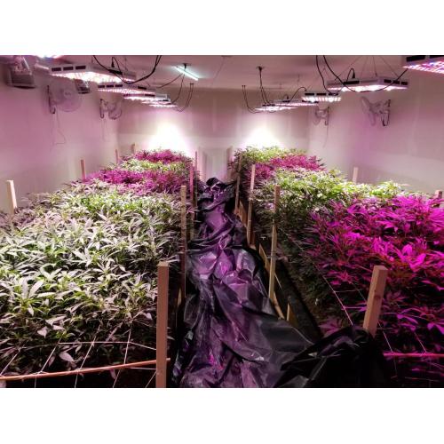 COB LED cresce luz para semear flores