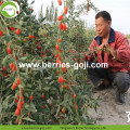 Bacche di Goji a basso contenuto di umidità e frutta di alta qualità