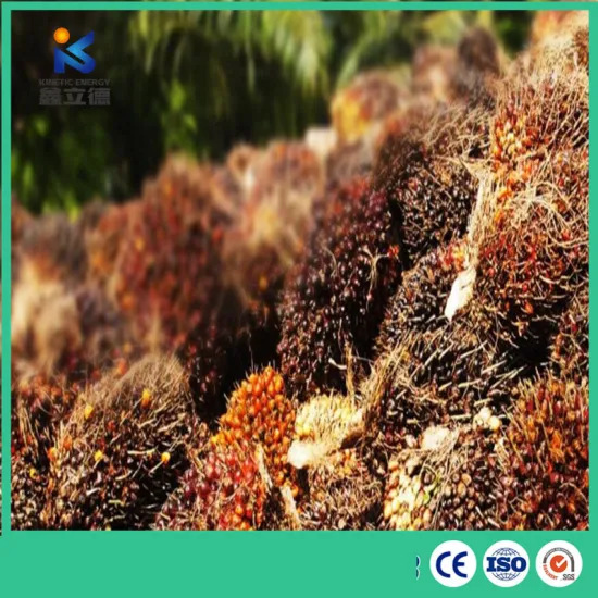 Engineer Design Palm Kernel Oil Extraction Machine Full Automatic Crude Palm Oil Processing Machine