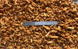 Canned Nameko Mushroom