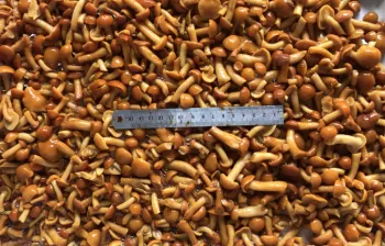Canned Nameko Mushroom