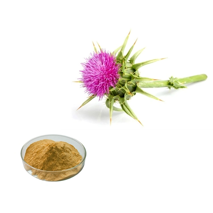 Hochwertiger Milch Thistle Extrakt Silybum Marianum Pulver