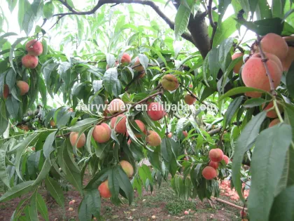 Fruit Tree Seeds Big Sweet Peach Seeds For Planting