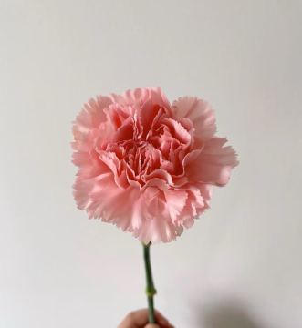 Single-headed Carnation Pink Diamond