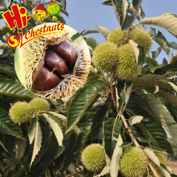 Organic Fresh Chestnut wholesale Chestnuts Price