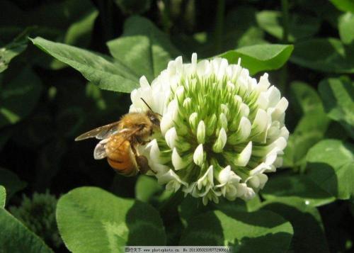 White clover seeds for garden borders