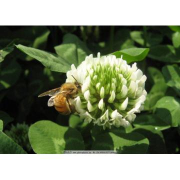 White clover seeds for garden borders