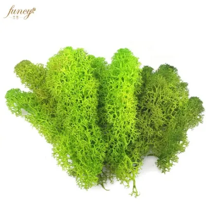 Living Green Wall: Icelandic Lichen and Reindeer Moss for Interior Decoration