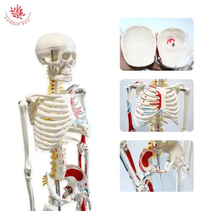 Human Skeleton Model with Muscles - FRT009, 85cm, Labeled Origins and Insertions