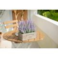 Potted Lavender Plant with Wooden Tray