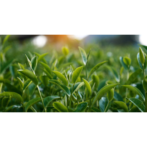 Herbal Tea Extract for Weight Loss and Lipid Support