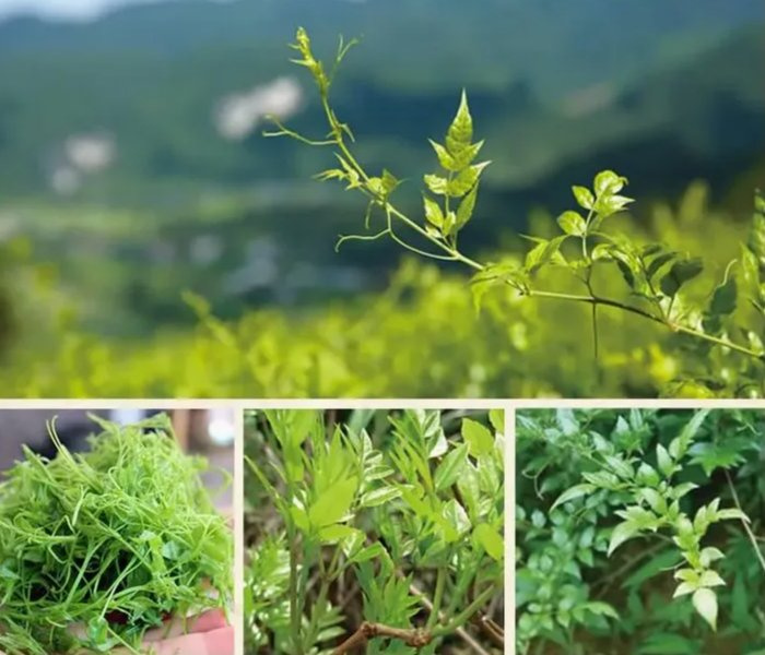 Anemarrhena-Asphodeloides-Extract-Nature-s-Remedy-for-Optimal-Health (2)