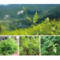 Anemarrhena Asphodeloides Extract: Nature's Remedy for Optimal Health
