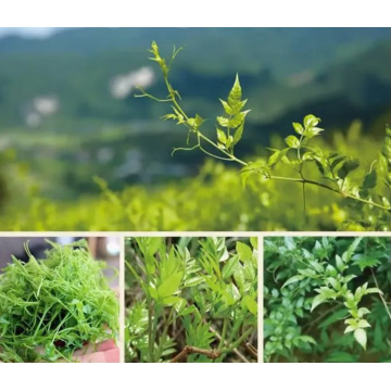 Anemarrhena Asphodeloides Extract: Nature's Remedy for Optimal Health