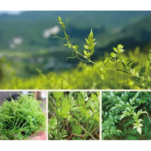 Anemarrhena Asphodeloides Extract: Nature's Remedy for Optimal Health